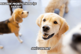 Köpeklerde Probiyotik Ne İşe Yarar?