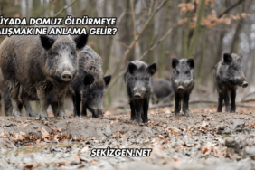 Rüyada Domuz Öldürmeye Çalışmak Ne Anlama Gelir?