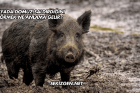 Rüyada Domuz Saldırdığını Görmek Ne Anlama Gelir?